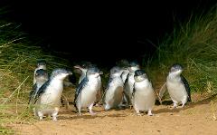 Penguins and PIE pass